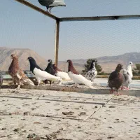 کبوتر رنگی|پرنده|شیراز, اکبر آباد|دیوار