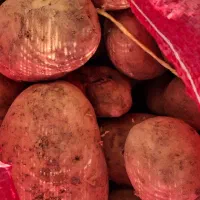 فروش سیب زمینی همدان