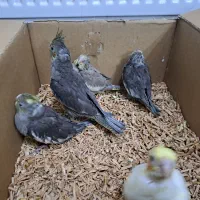 جوجه عروس هلندی رنگی دستی|پرنده|اصفهان, برزان|دیوار