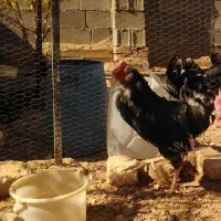 خروس گلین خال سوزنی|حیوانات مزرعه|شیراز, شهرک گلستان|دیوار