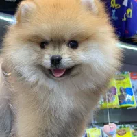 پامرانیان خرسی عروسکی|سگ|رشت, لاکانی|دیوار