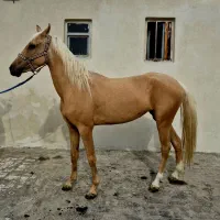 اسب ترکمن سمند