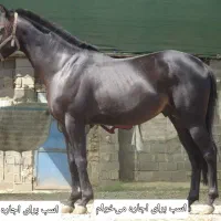 نریان سالم و قوی