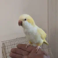 راهب نر و ماده رام