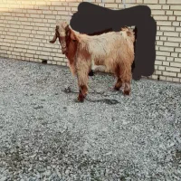 گوسفند