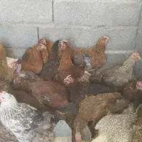مرغ خروس محلی