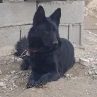 ژرمن بلک نر