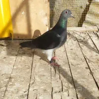 کبوتر پلاکی