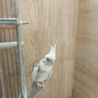 نر و ماده و جفت مولد صد درصد سالم و باکیفیت|پرنده|قم, سالاریه|دیوار