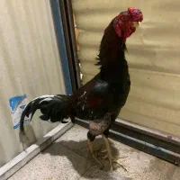 خروس لاری تاج سنگ اماده