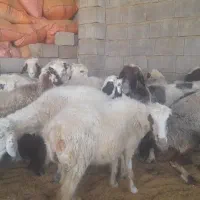 میش داشتی