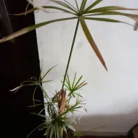 گل و گلدون + قلمه|گل و گیاه طبیعی|اهواز, بهارستان|دیوار