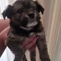 توله سگ|سگ|شیراز, شهرک قمشه|دیوار