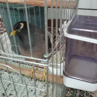 مرغ مینا سخنگو کاملا دستی