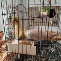 عروس هلندی جفت سفیدکاملارام شده|پرنده|ایزدشهر, |دیوار