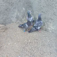 تعداد ۱۴جوجه نره وجوانه