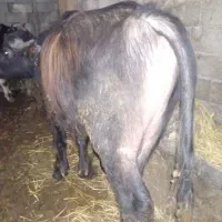 گوساله گاومیش نر|حیوانات مزرعه|نمین, |دیوار