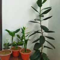 گل‌های زیبا