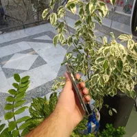 IPHONE 12 MAX 256GB ZAA|موبایل|بجنورد, |دیوار