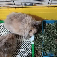 خرگوش لپ پشمالو