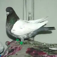 کبوتر سینه نر مست غریب|پرنده|بجنورد, |دیوار