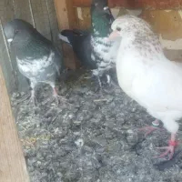 کبوتر جهت فروش