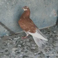 کفتر خوب|پرنده|قم, شاه سید علی|دیوار