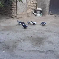 کبوتر