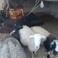 حیوان و مزرعه|حیوانات مزرعه|فردوس (کرمان), |دیوار