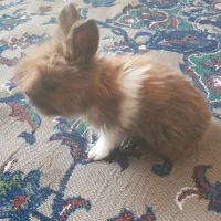 بچهخرگوشلوپ|موش و خرگوش|مشهد, کلاته برفی|دیوار