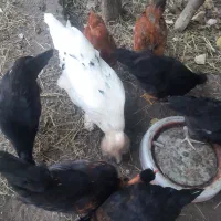 ابریشمی.  سلطان . گردن لخت