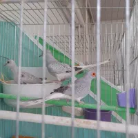 کبوتر خانگی وسهره ماده جوجه قفس|پرنده|فولادشهر, مسکن مهر فولادشهر|دیوار