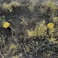 زمین برای کشاورزی احداث باغ،گلخانه|فروش زمین و ملک کلنگی|زنجان, |دیوار