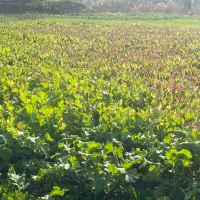 فروش چغندر|خوردنی و آشامیدنی|سرخرود, |دیوار