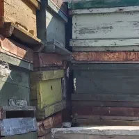 کندو زنبور عسل