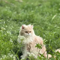 گربه گمشده شده  مژدگانی ۲ میلیون هم میدیم