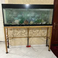 اکواریوم|ماهی|مشهد, فردوسی|دیوار