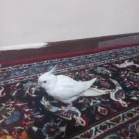 عروس هلندی البینو جوجه ۴ ما قیمت ۱۲۰۰۰۰۰