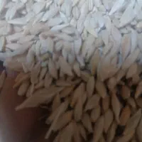 فروش جو ایرانی