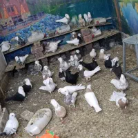 طوقی|پرنده|نهبندان, |دیوار