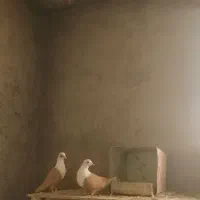 پنج جفت کله سفید زرد بدون کاکلی وکاکلی