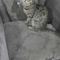 واگذاری  گربه ماده  سه ماهه