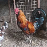 خر‌وس گلین