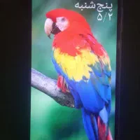 گوشی موبایل|موبایل|باخزر, |دیوار