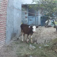 باسلام دوتا گوساله جوفتی ۹۰میلیون|حیوانات مزرعه|اردبیل, |دیوار