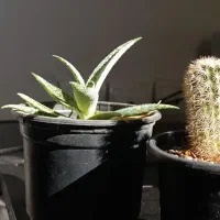 گیاه کاکتوس|گل و گیاه طبیعی|بندرعباس, |دیوار