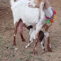 فروش 1راس شاه بز پاکستانی کاموری|حیوانات مزرعه|بردسکن, |دیوار