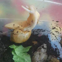 ۴ عدد حلزون نژاد دار|خزنده|هشتگرد, شهرک ولیعصر (مهستان)|دیوار