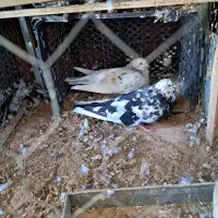 یک جفت کبوتر.|پرنده|رباطکریم, رباطکریم|دیوار