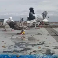 ۱۱تاحیوان بوم ۳تاماده بپرون زدوخورد کن ببرتعاونی